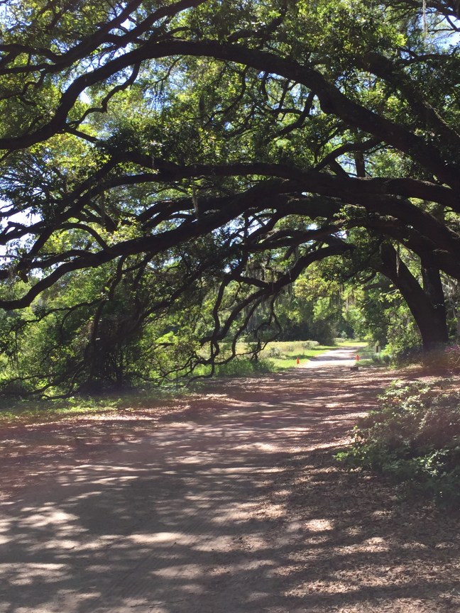 tree tunnel